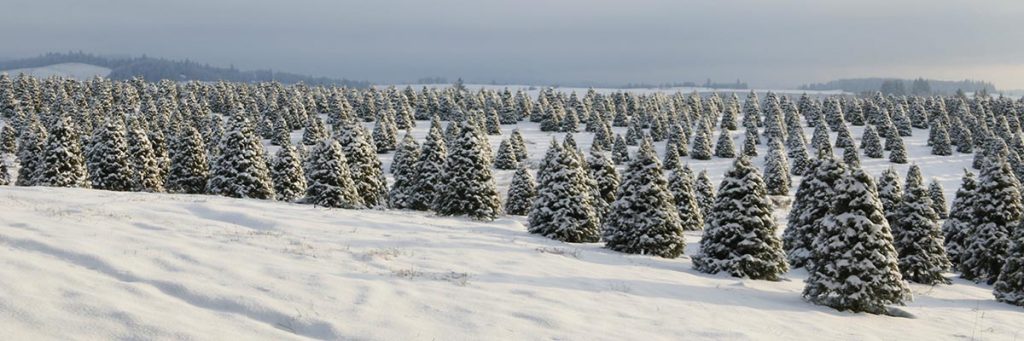 Heli logging Helicopter Harvests Christmas Trees