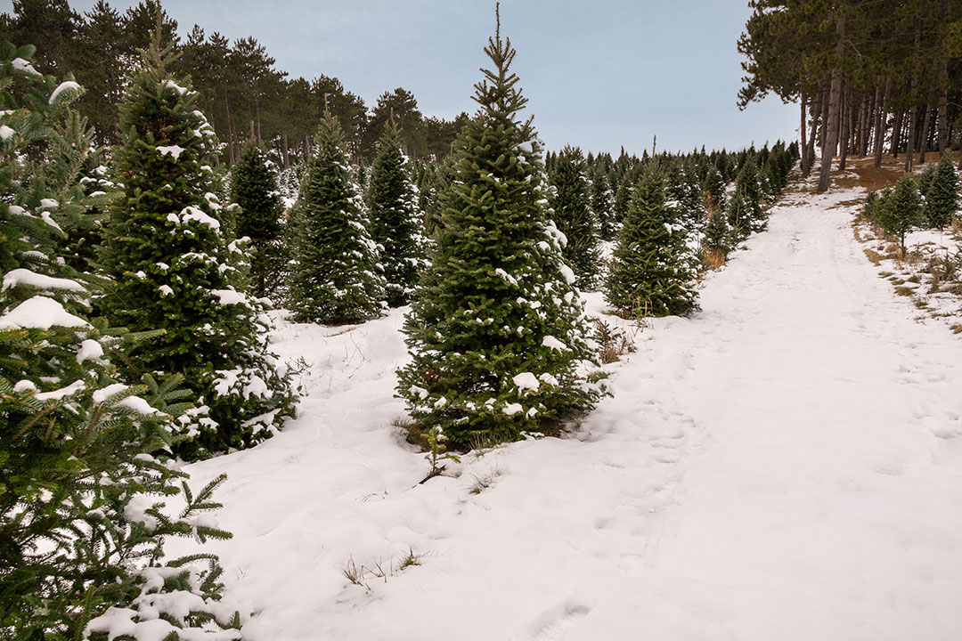 Heli logging Used to Harvest Christmas trees