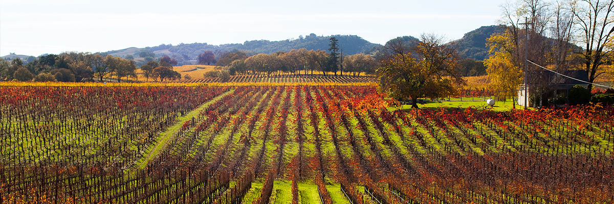 Helicopter Support for Santa Rosa’s Wine Industry