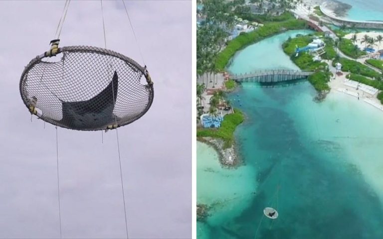 Airlifting a live manta ray — The Bahamas