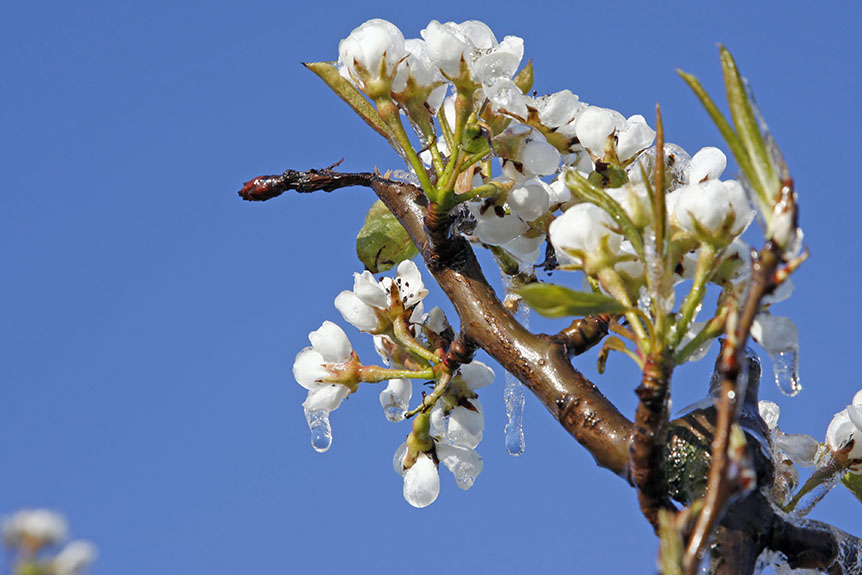 HELICOPTERS USED TO BENEFIT ORCHARD FROST PREVENTION