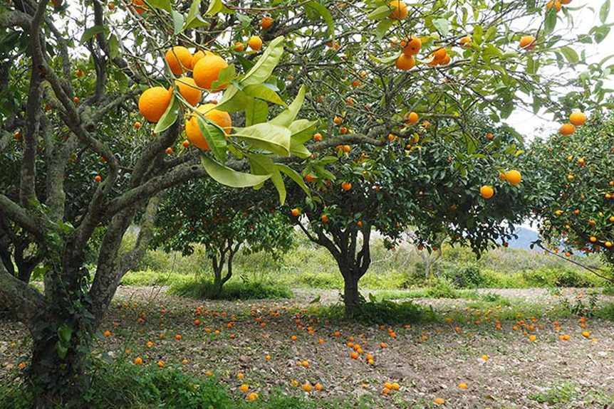 Helicopters Used to Benefit Orchard Frost Prevention