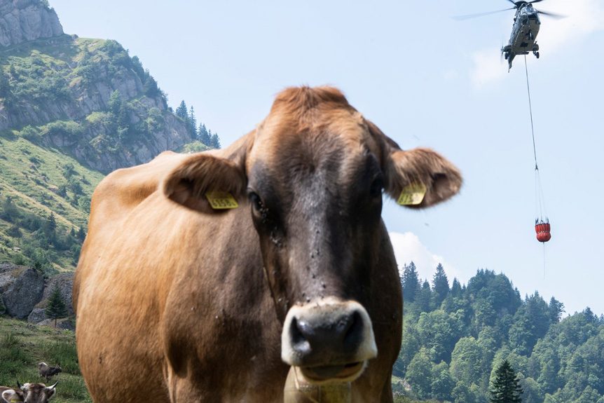 Swiss Helicopters Airlift Water to Thirsty Cows