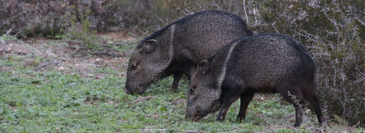 Texas Helicopter Hunting