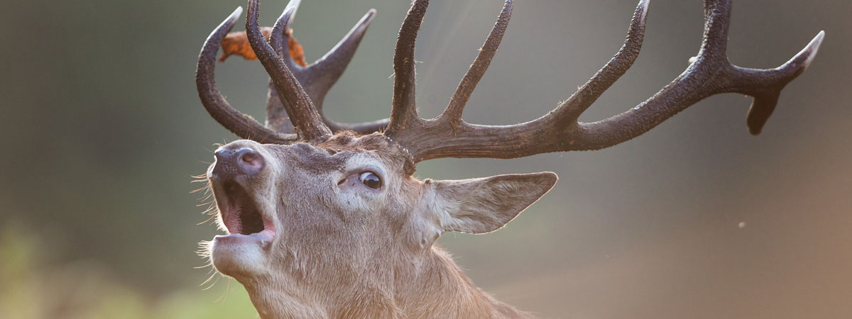 Arizona Wildlife Management