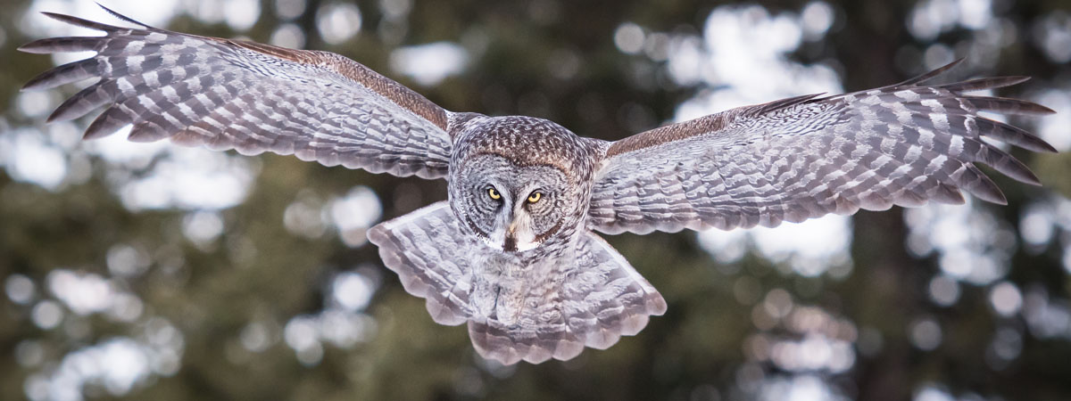 Arizona Wildlife Management