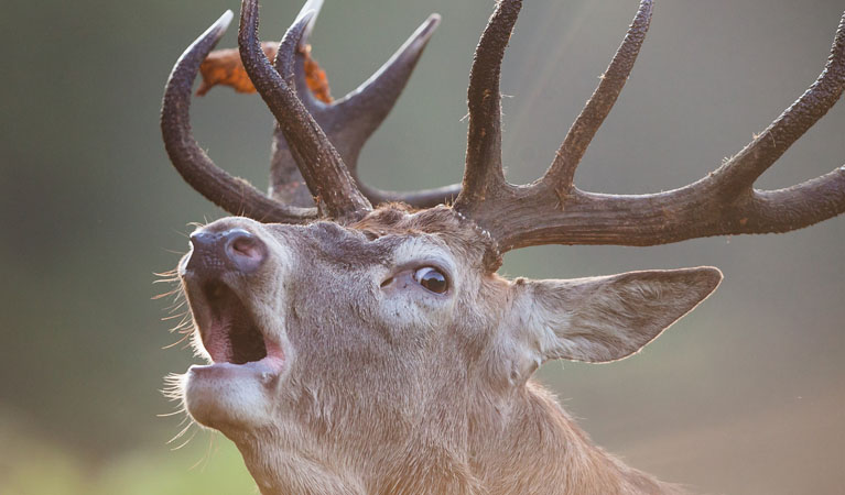 Arizona Wildlife Management