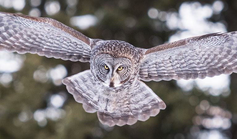 Arizona Wildlife Management