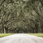 Savannah's Spanish Moss