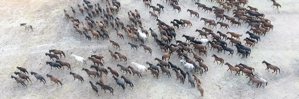 THE ADVANTAGES OF HELICOPTER-ASSISTED WILDLIFE SURVEYS