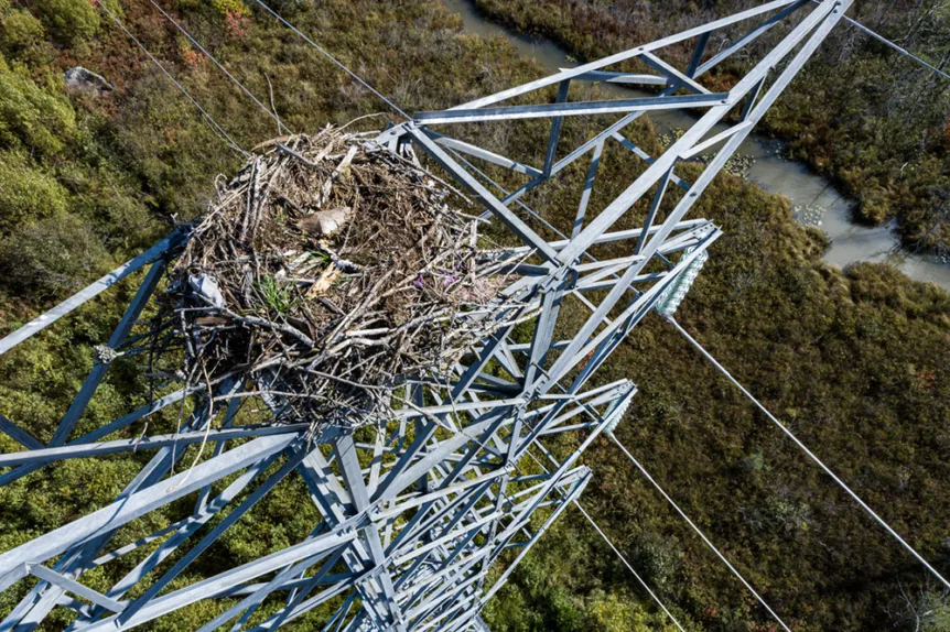 Helicopter Wildlife Surveys