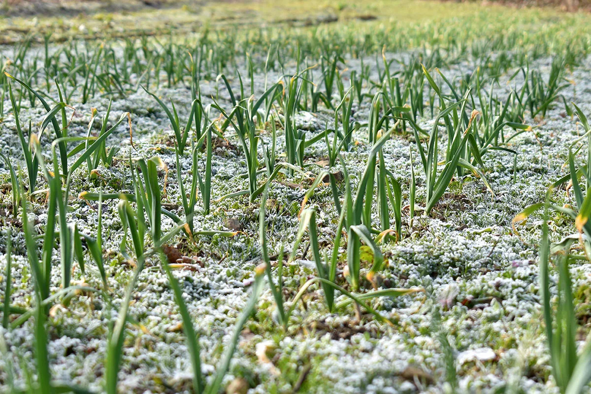 Field of garlic crops covered in frost.