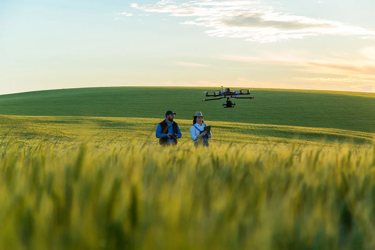 Agricultural Drone over a Wheat Field