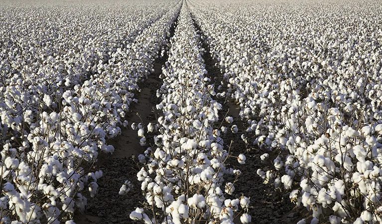 Cotton Field Crop Analysis
