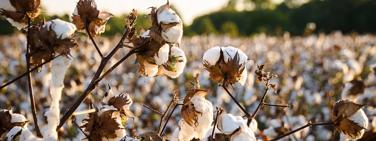 A Cotton Field in Georgia