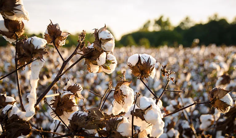 A Cotton Field in Georgia
