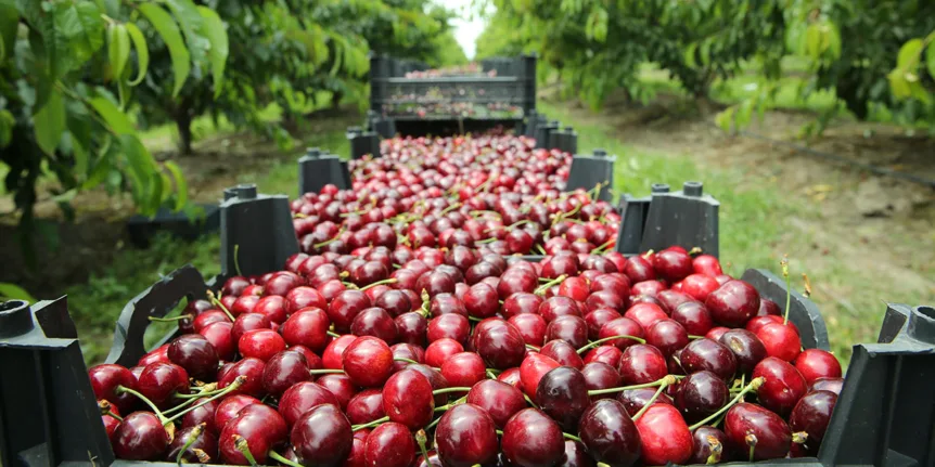 Helicopter Cherry Drying