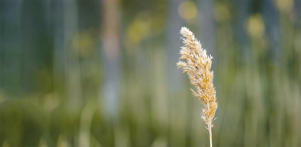 Common reed (Phragmites australis) herbicide treatment spraying with Fair Lifts drones