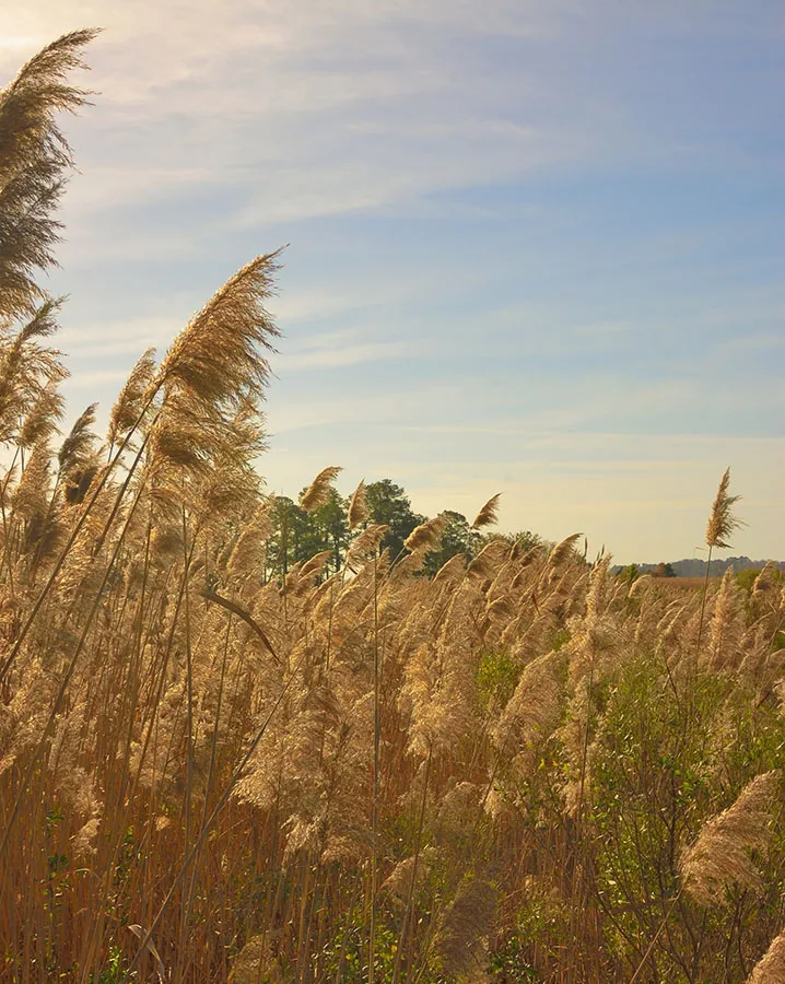 Phragmites marsh plants at sunrise or at least pretty close to sunrise. Fair Lifts drone invasive plant treatment.