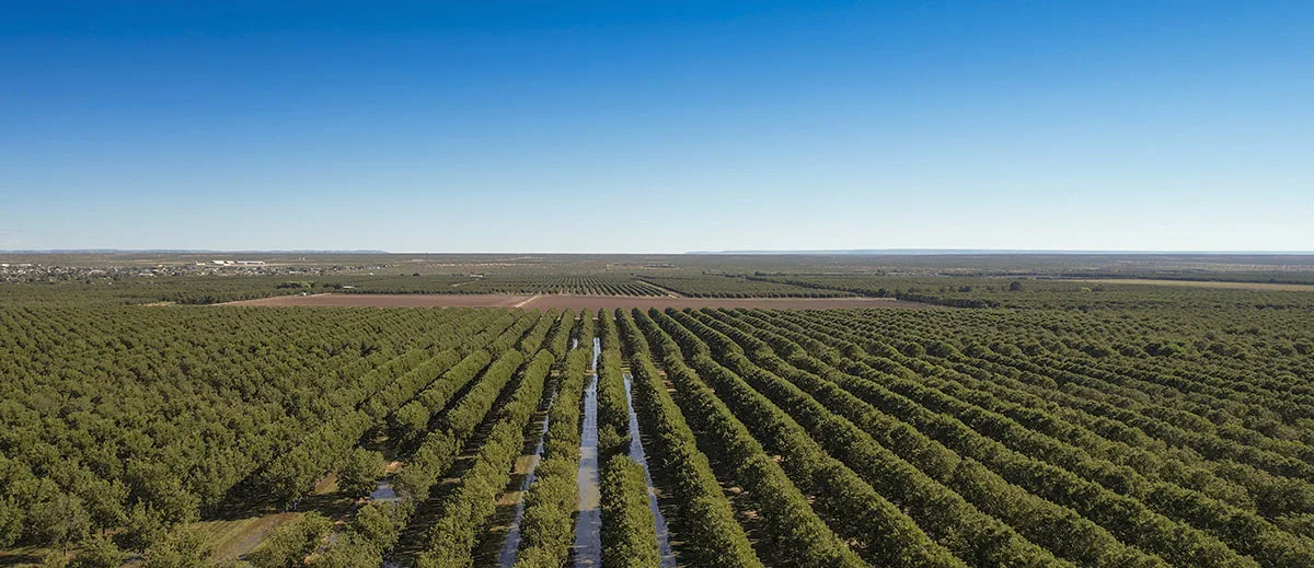 Pecan trees - agricultural fields in USA