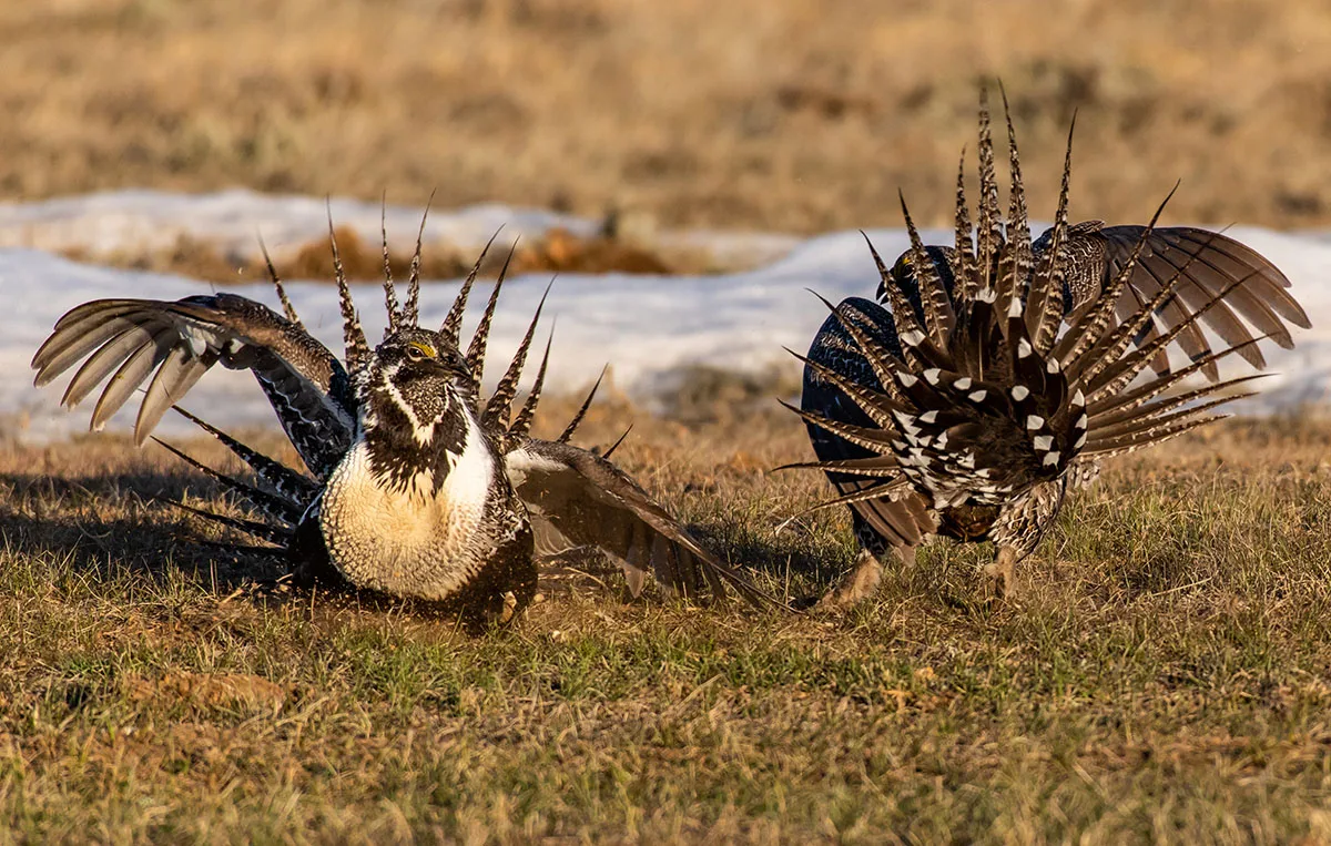 Greater Sage Grouse Courtship Display