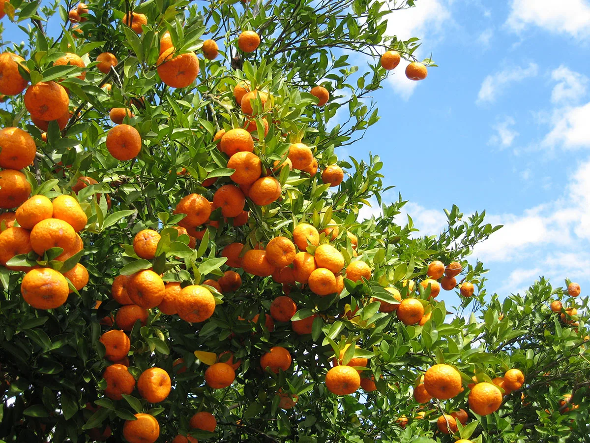 Ripe oranges on tree in Florida orange grove, protected by helicopter frost prevention services.