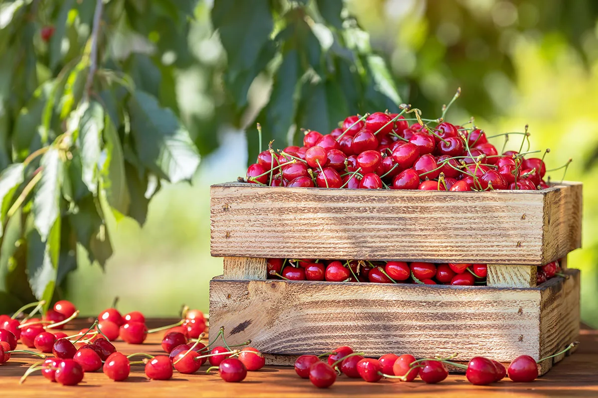A crate brimming with freshly picked sweet cherries, nestled among the verdant foliage of a Washington orchard, showcasing the bountiful harvest secured by Fair Lifts' helicopter services.