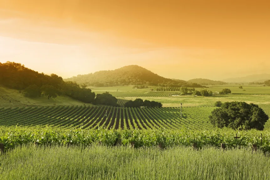 Tranquil California vineyard under clear skies, potential beneficiary of helicopter frost protection services.