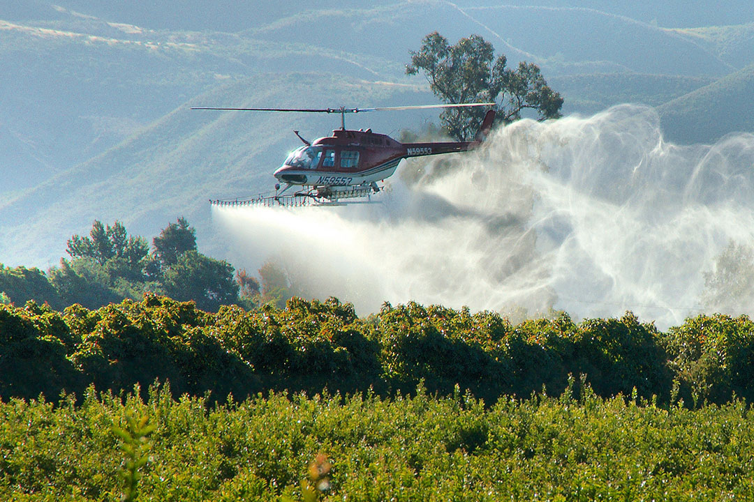 A low-flying helicopter is spraying insecticide on an avocado orchard