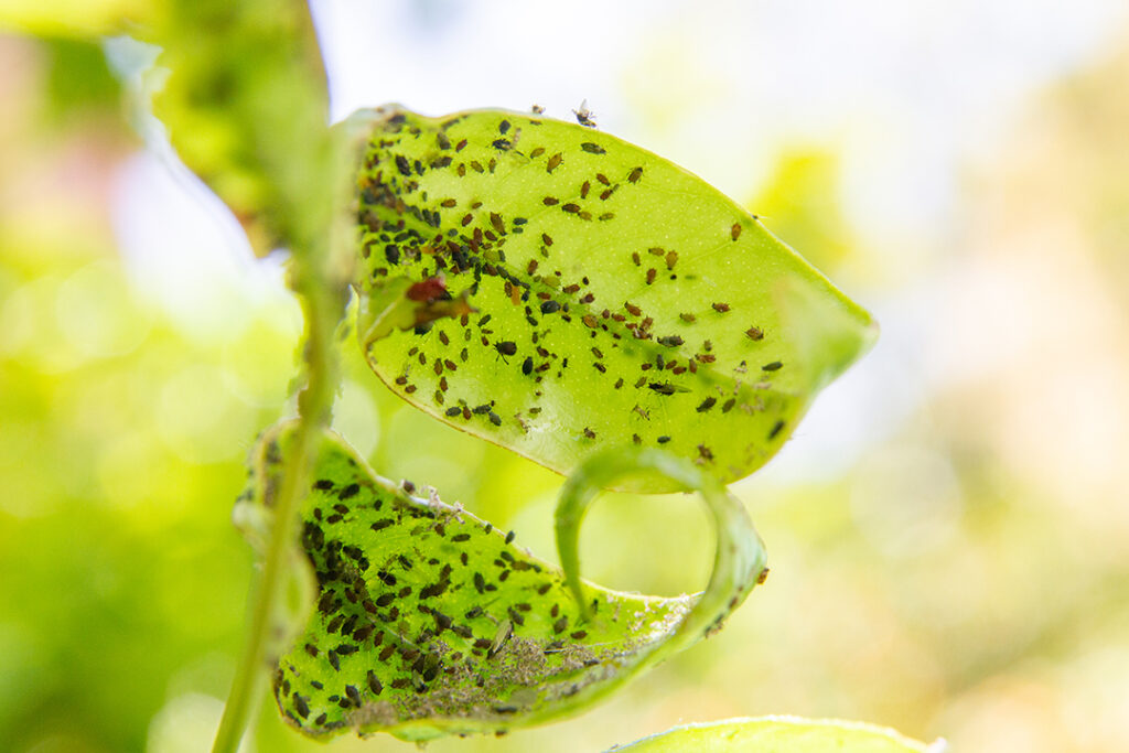 Asian Citrus Psyllid