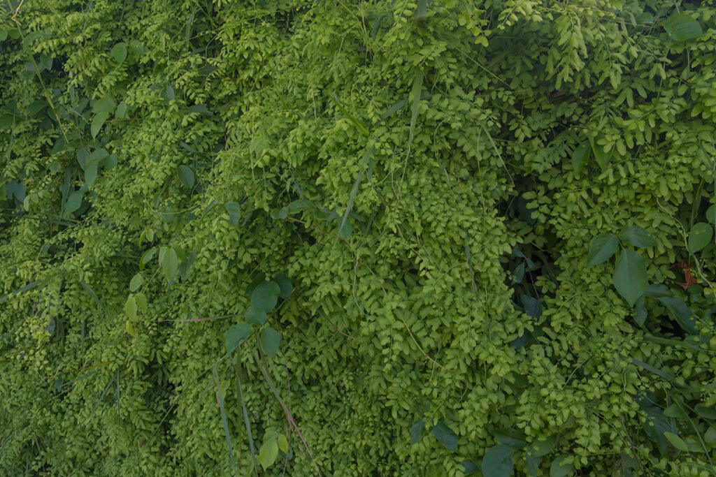 Lygodium Vines