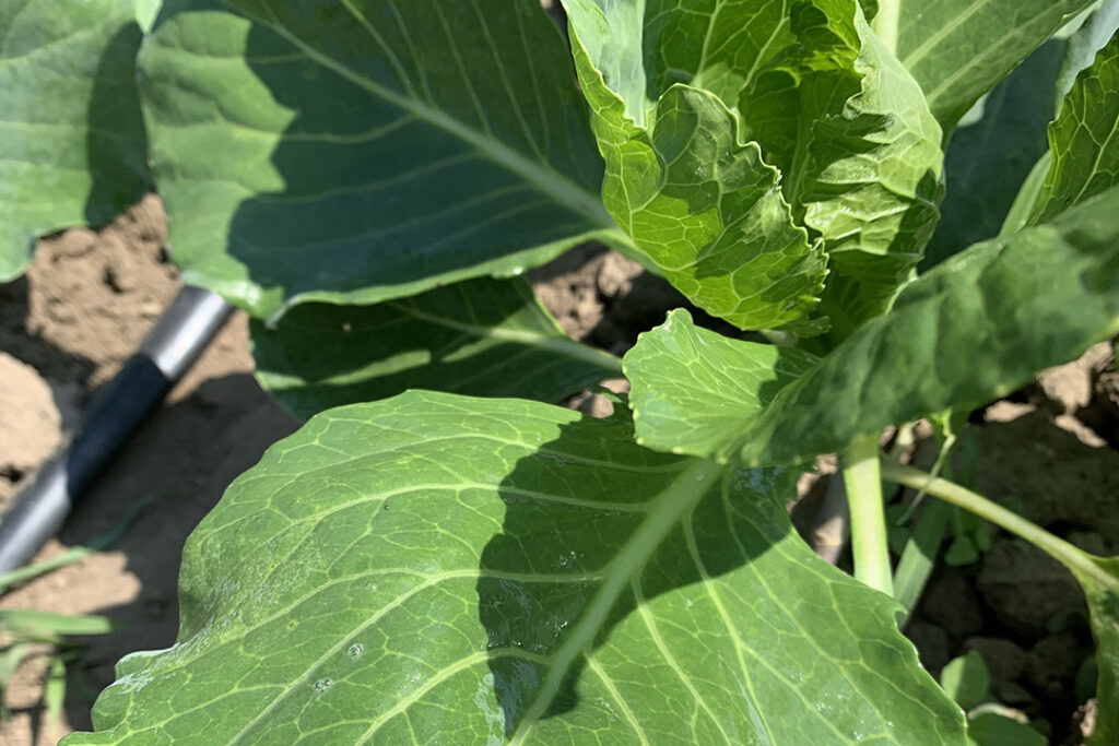 Adjuvants in pesticide formulations