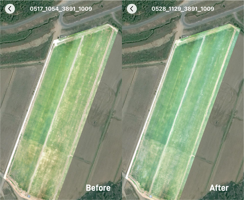 HD field maps show that rice growth in SuperX Farm was more uniform using XAG prescription maps for fertilizer spreading | Photo: xa.com