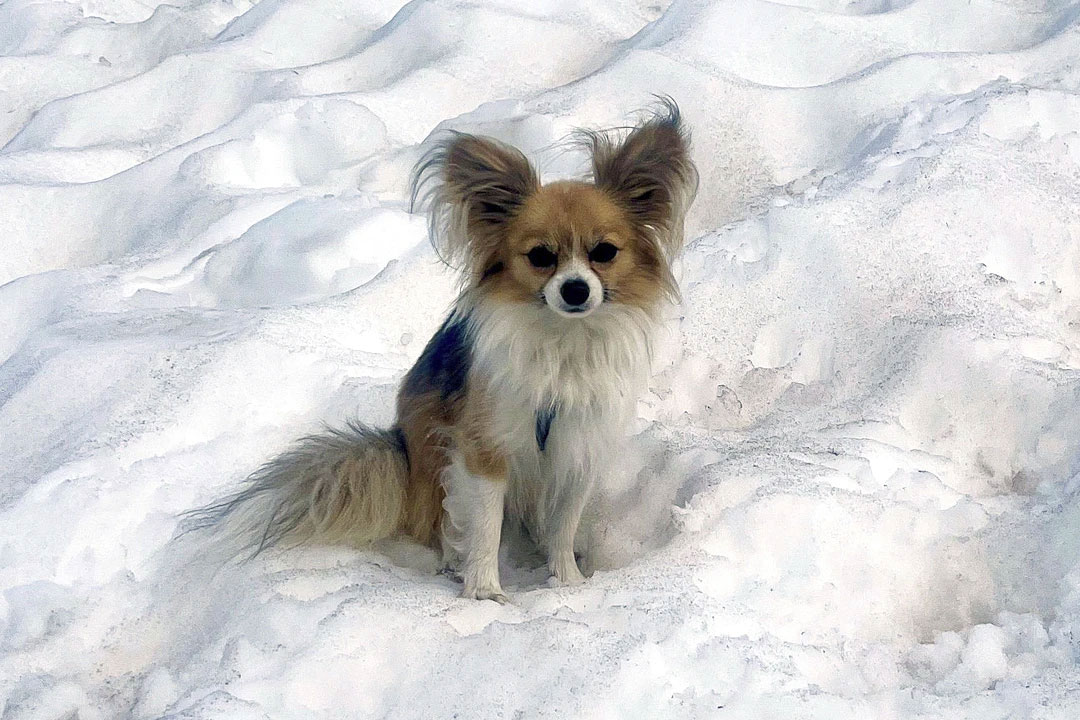 'Lucky', a Chihuahua dog sits on snow in Zermatt, Switzerland | Photo: AIR ZERMATT/Keystone via AP