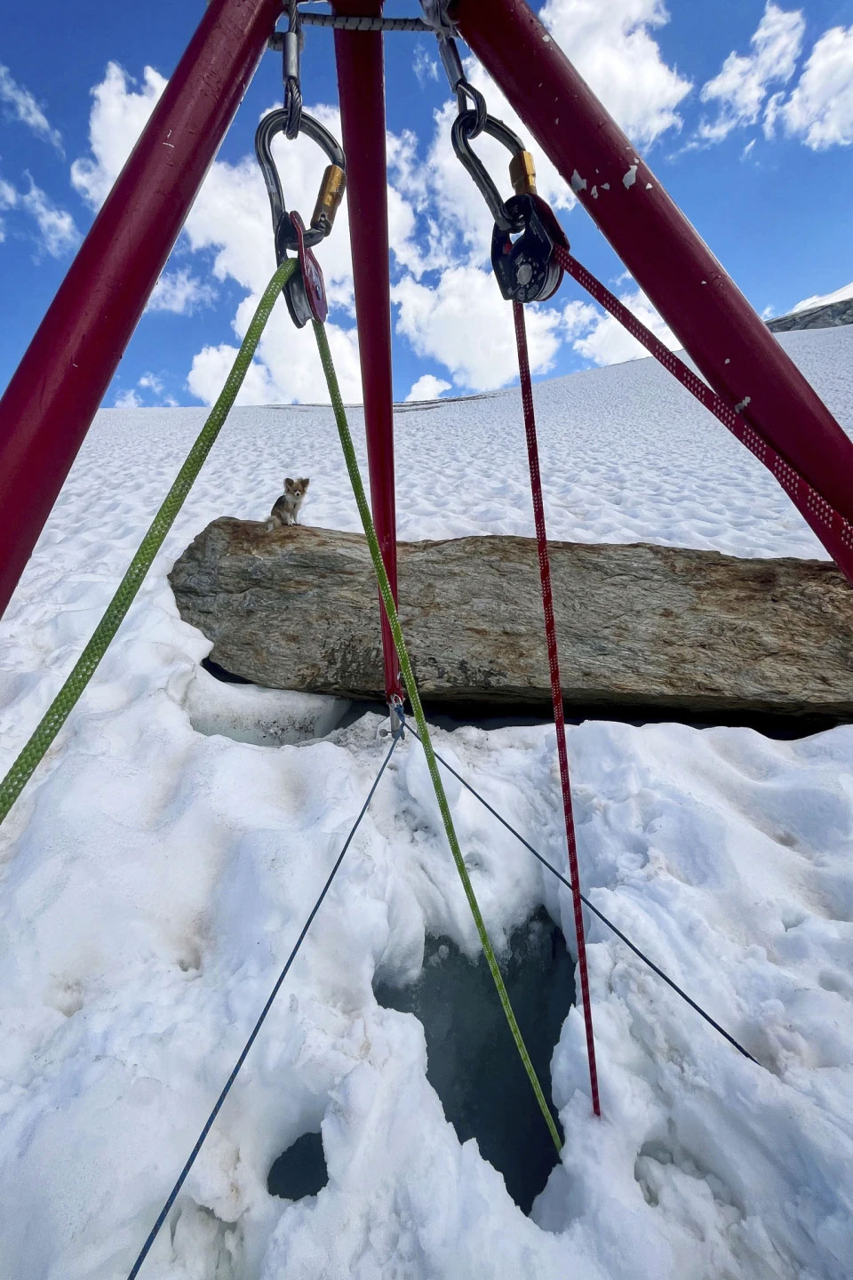 'Lucky', a Chihuahua dog sits on a stone near the the hole in snow, in Zermatt, Switzerland | Photo: AIR ZERMATT/Keystone via AP
