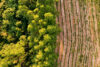 Reforestation Redefined: Drone Aerial Seeding for Rapid Forest Recovery ...