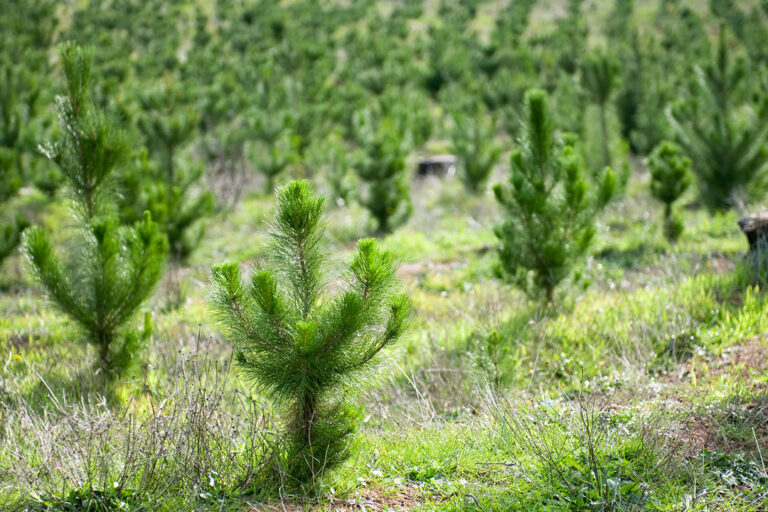 Reforestation Redefined: Drone Aerial Seeding for Rapid Forest Recovery ...