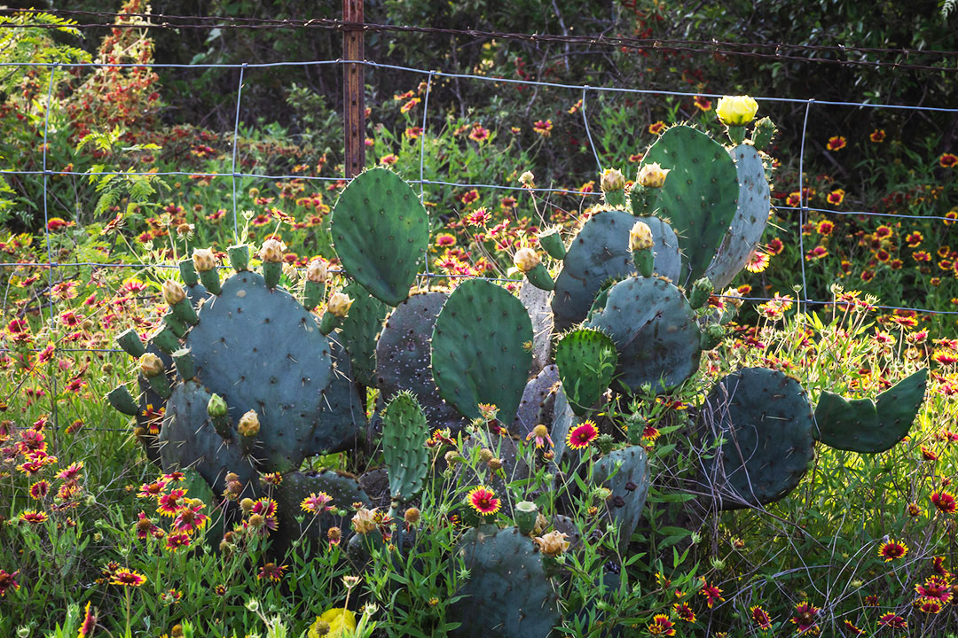 Bright yellow flowers on prickly Pear Cactus in the summer on rural country Texas road, Austin, Texas