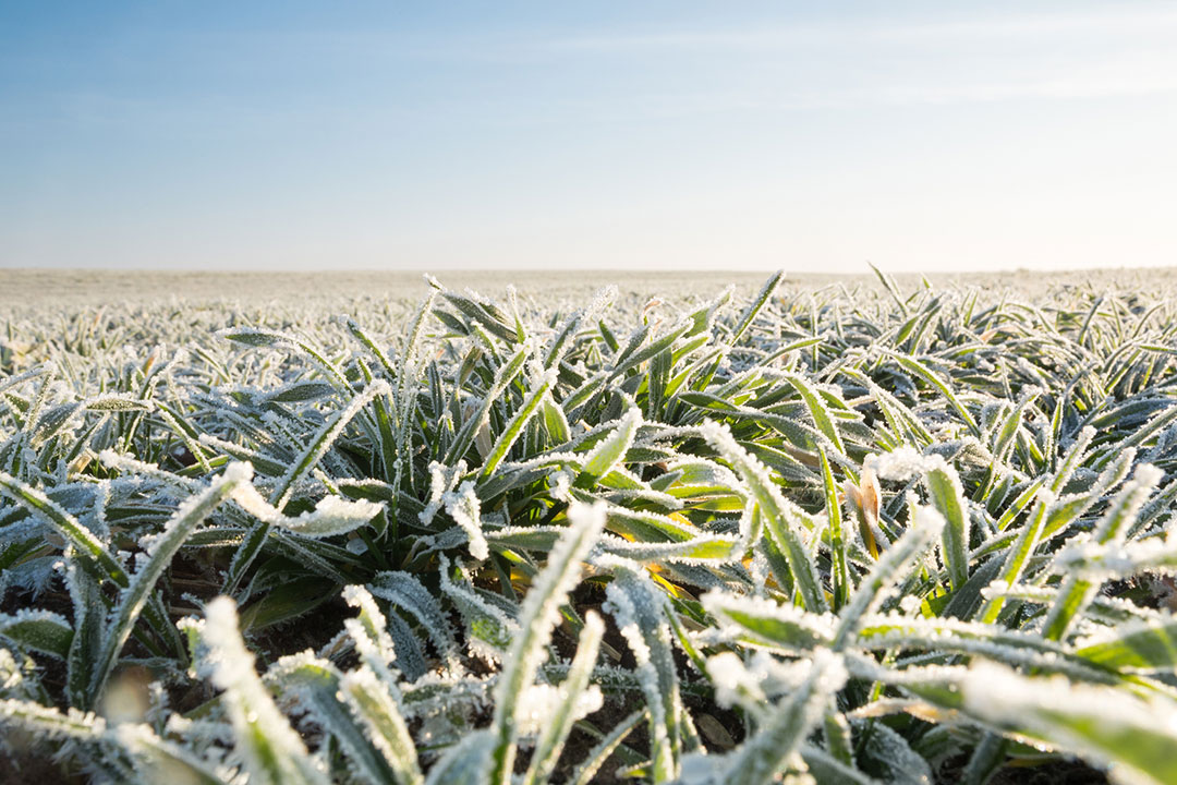 Frost covered winter cereals. 