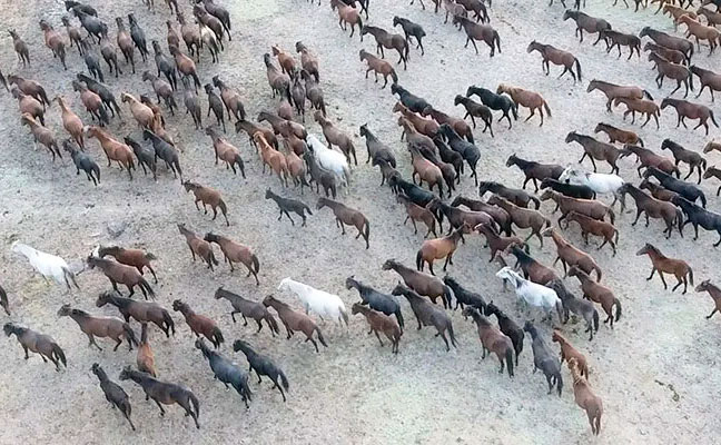 THE ADVANTAGES OF HELICOPTER-ASSISTED WILDLIFE SURVEYS