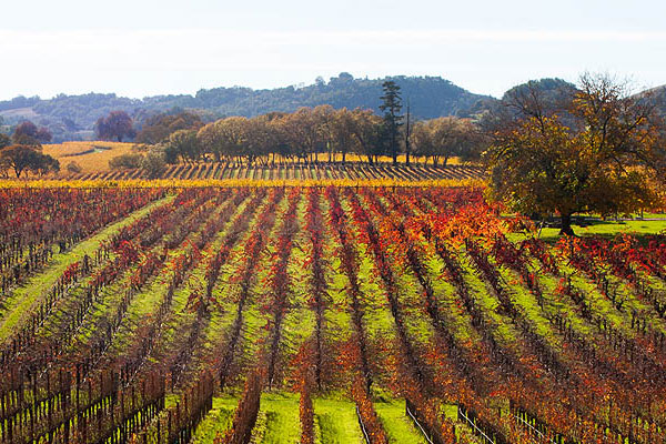 Helicopter Support for Santa Rosa’s Wine Industry