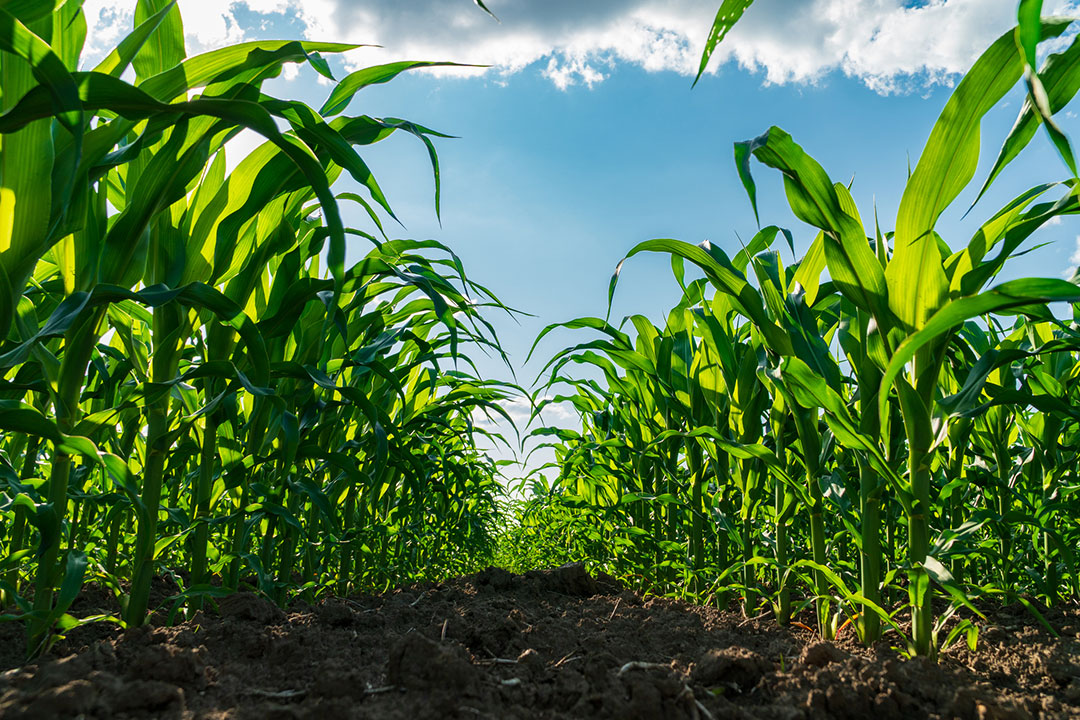 Tall corn stalks stretch towards a clear blue sky, thriving in fertile soil.