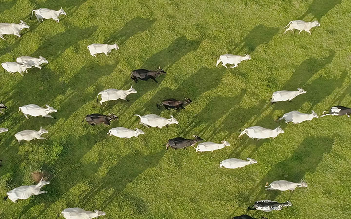 Advancing Research and Habitat Protection from the Air