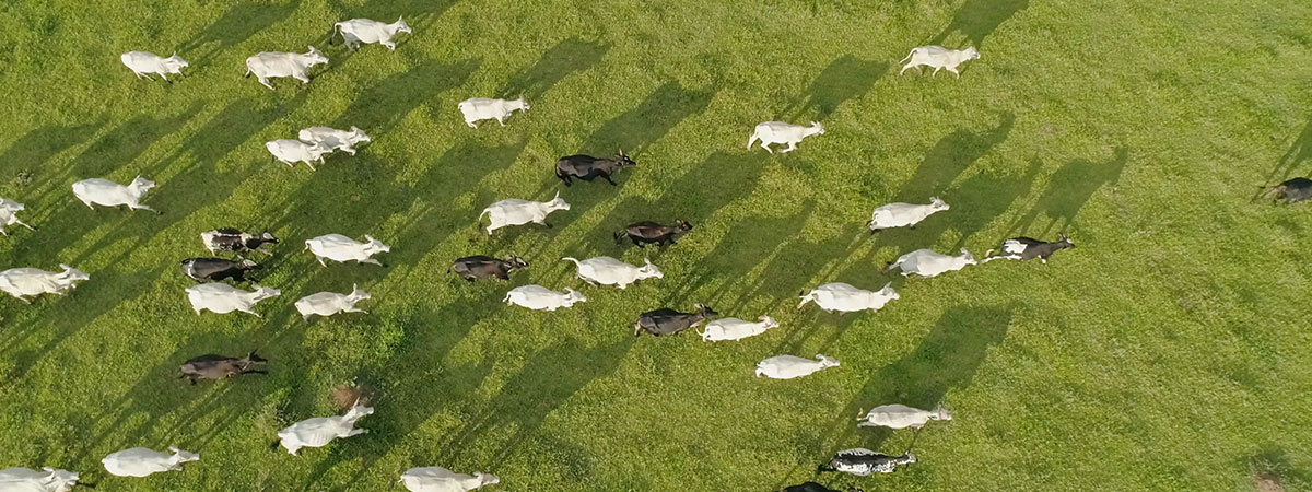 Advancing Research and Habitat Protection from the Air