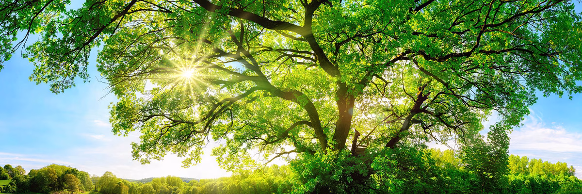 Committed to Going Green