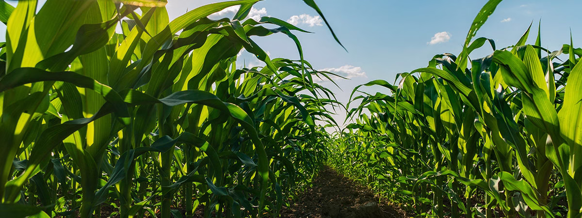 STOP PEST DAMAGE BEFORE IT SPREADS