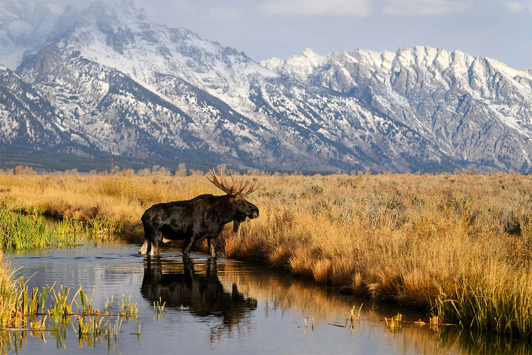 Bull moose in rutting season, Grand Teton National Park , Wyoming.