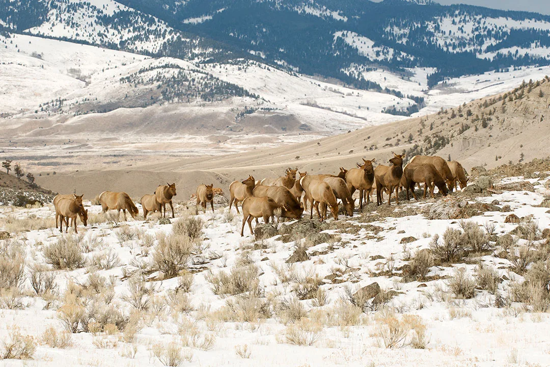 Herd of elk grazing late winter in Yellowstone National Park.