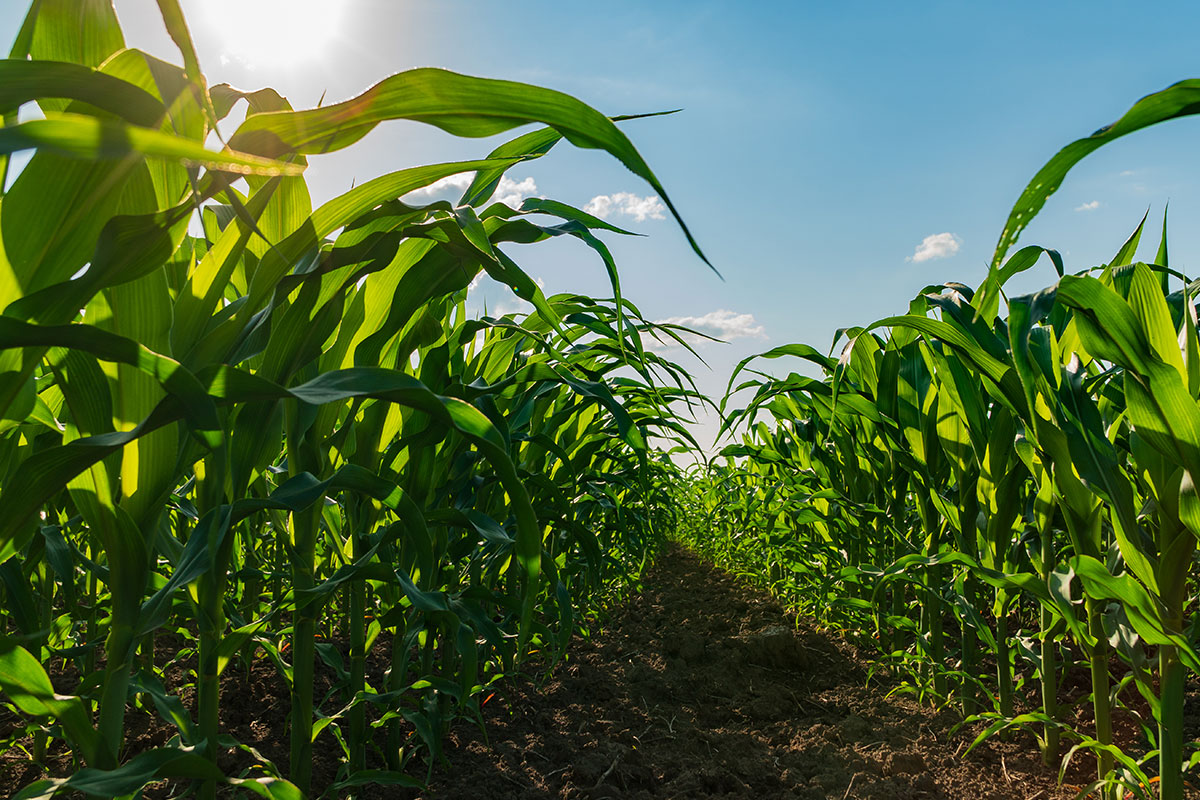 STOP PEST DAMAGE BEFORE IT SPREADS