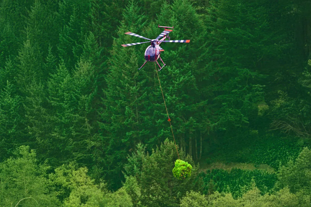 A helicopter removes Christmas trees from a tree farm.